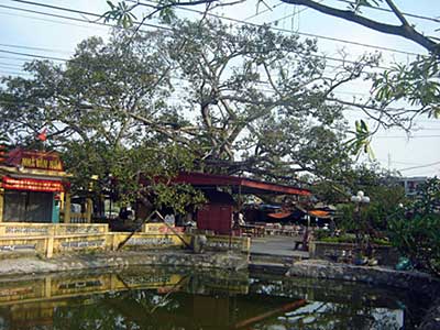 Banyan in Hai Phong city recognised as national heritage tree 
