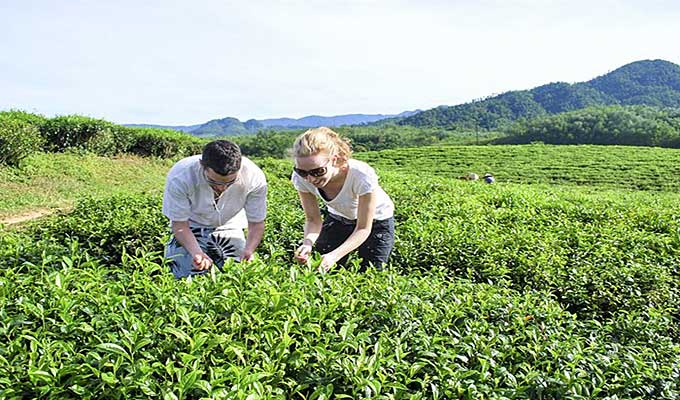 Tea farms in late autumn
