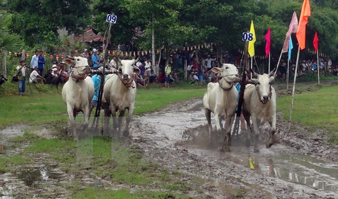 Oxen race at Khmer Dolta festival in An Giang