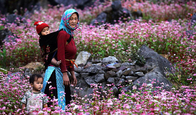 Ha Giang: Festival des fleurs de sarrasin prêt à accueillir les visiteurs