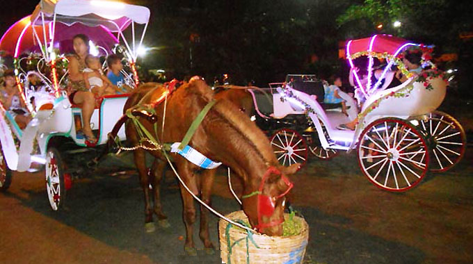 Quy Nhon starts horse-drawn carriage tours 