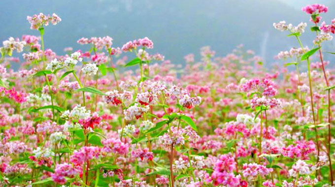 Chiêm ngưỡng vẻ đẹp hoa tam giác mạch ở Bắc Hà (Lào Cai) nở sớm
