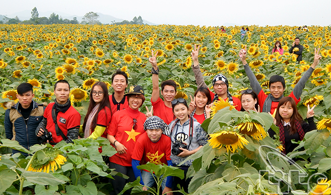 Năm nay, rừng 'hoa mặt trời' 60 héc ta ở Nghệ An tiếp tục tỏa sắc 