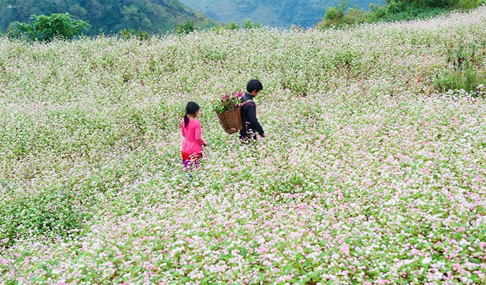 Ouverture de la fête des fleurs de sarrasin sur le plateau rocheux de Dông Van