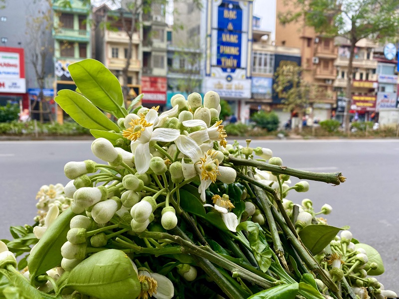 Scent of grapefruit flowers filled up streets of Hanoi
