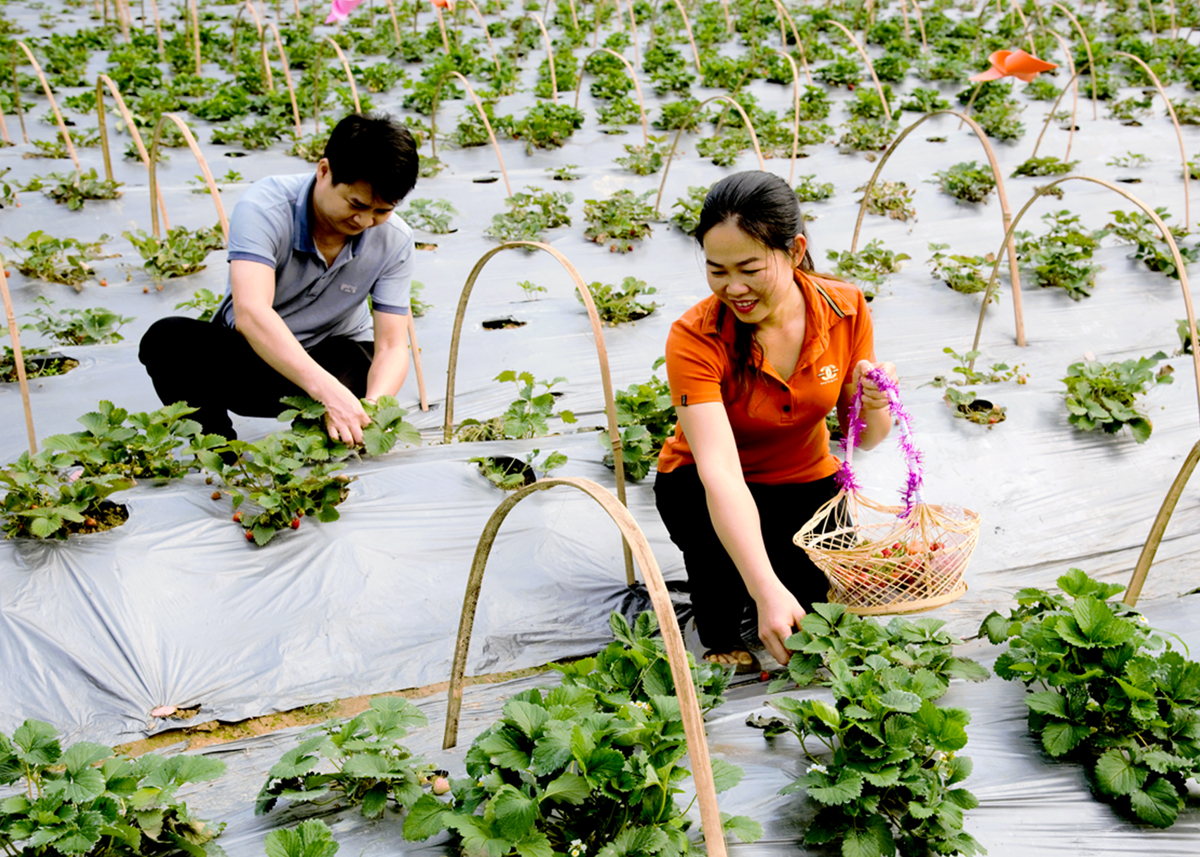 Triển vọng mô hình trồng Dâu tây gắn với du lịch trải nghiệm ở thôn Chì - Hà Giang