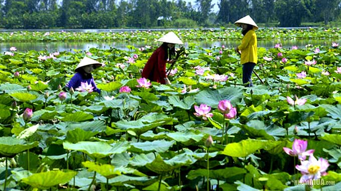 Lotus flowers, the symbol of Dong Thap’s tourism