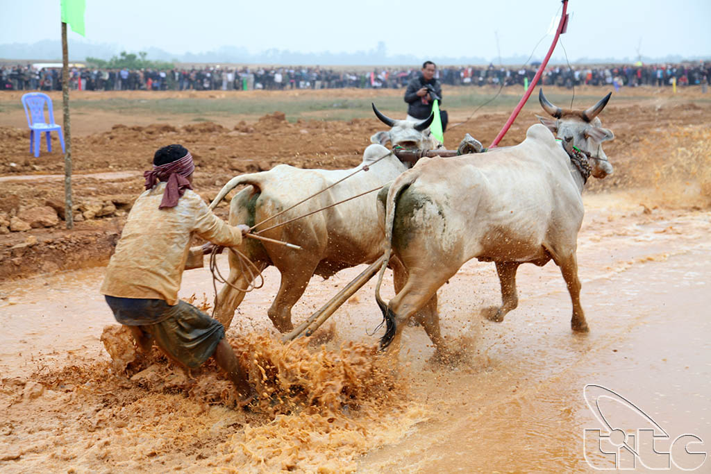 Reappearance of ox racing festival (An Giang Province) in Tourism Culture Village of Vietnamese ethinic groups