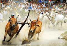 Victoria Chau Doc waves travelers to ox racing