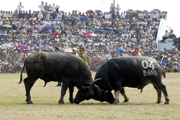 Buffalo fighting festival recognized as national heritage