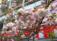 Festival: Les cerisiers japonais s'épanouissent à Hanoi 