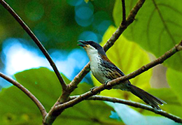 Phát hiện loài chim quý hiếm bậc nhất thế giới ở Kon Tum 