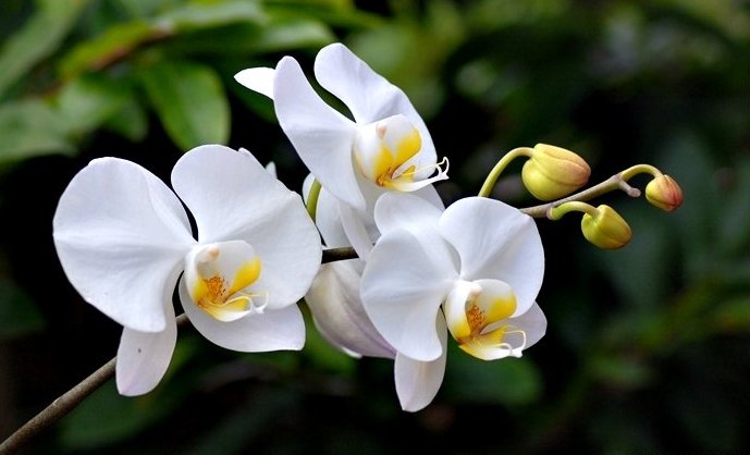  L'orchidée 