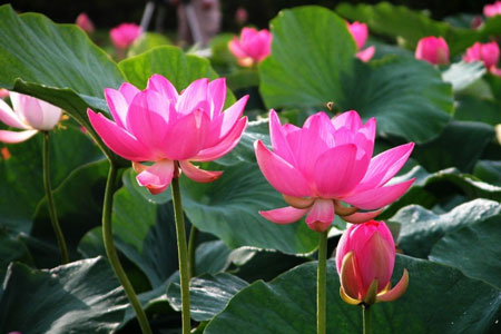 Lotus (Hoa Sen)