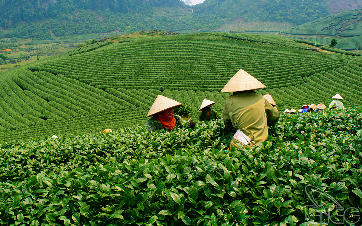 Harvesting tea in Moc Chau tea farm
