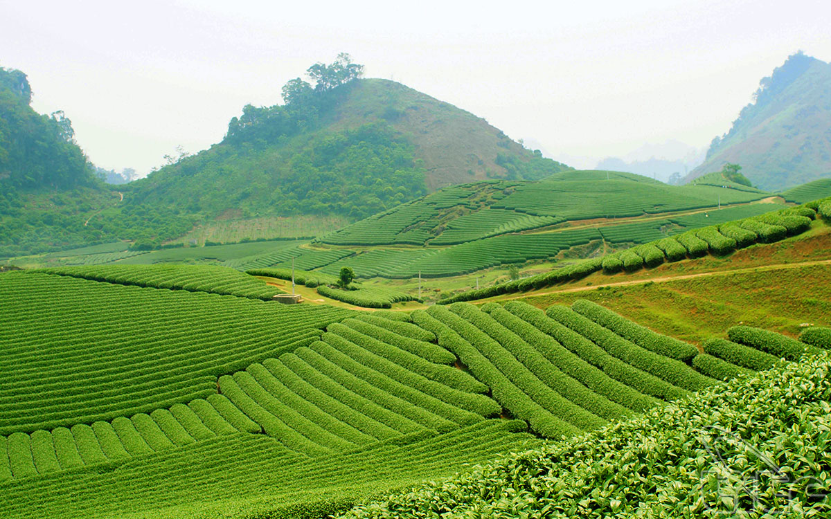 Lam Son Tea Hill – an ideal place for visitors
