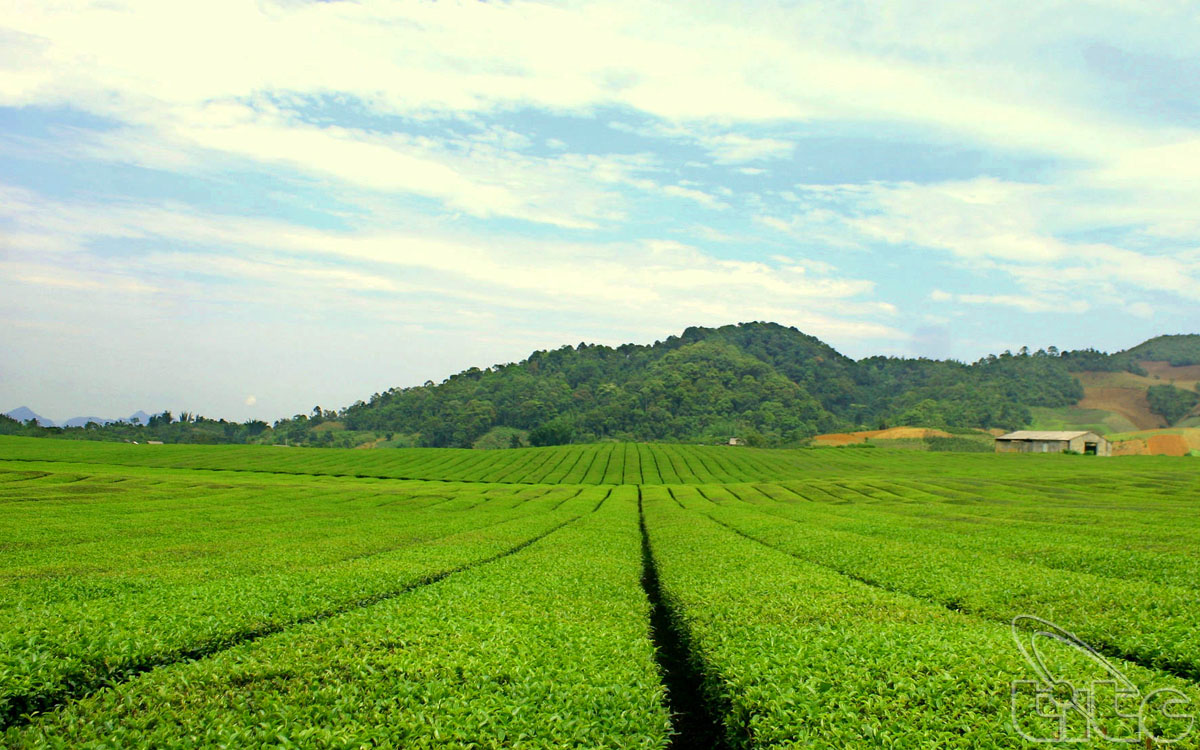 Stretching green tea hills