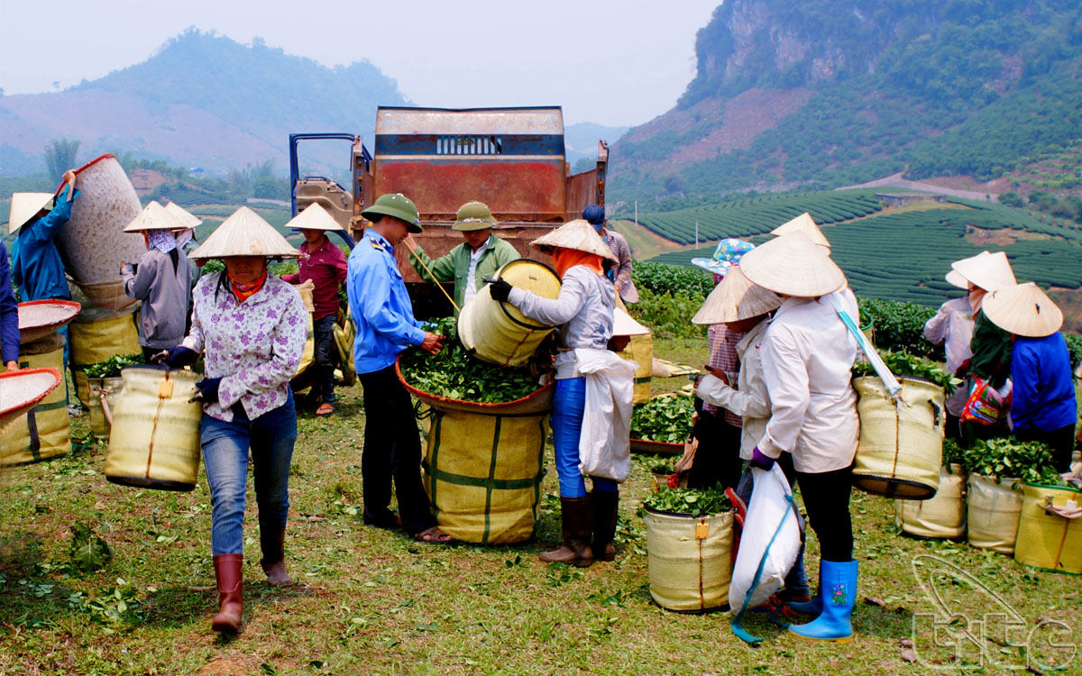 Harvesting tea in Moc Chau tea farm