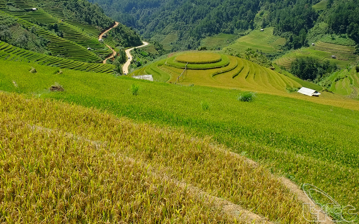 The terraced rice fields in La Pan Tan Commune 