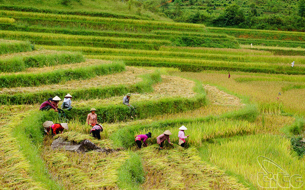 Ethnic people are engrossed in harvesting rice