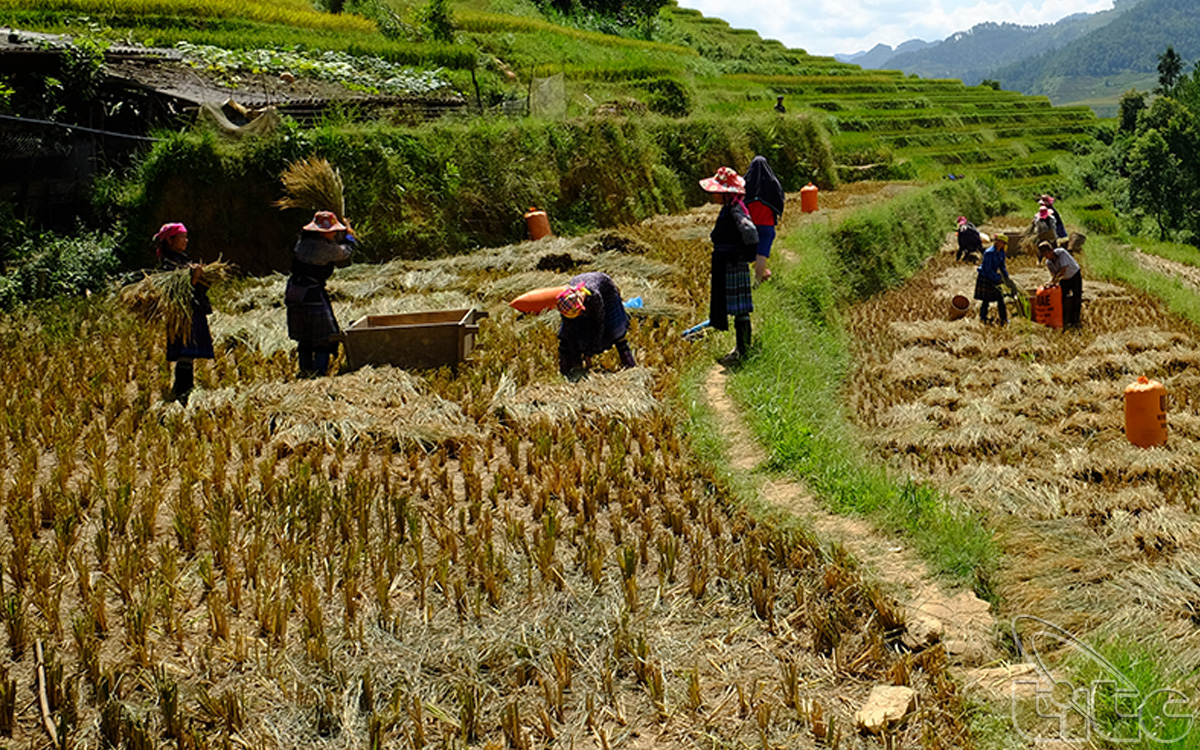 Ethnic people are engrossed in harvesting rice