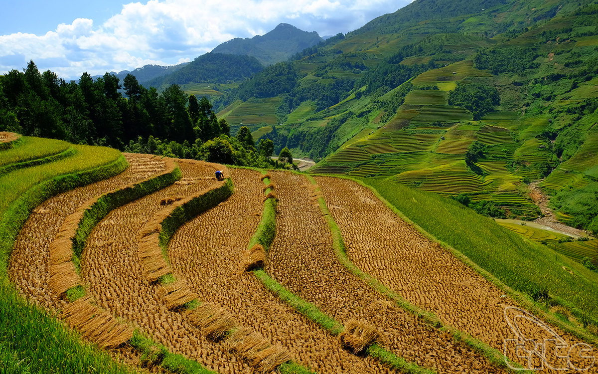 The terraced fields after being harvested 