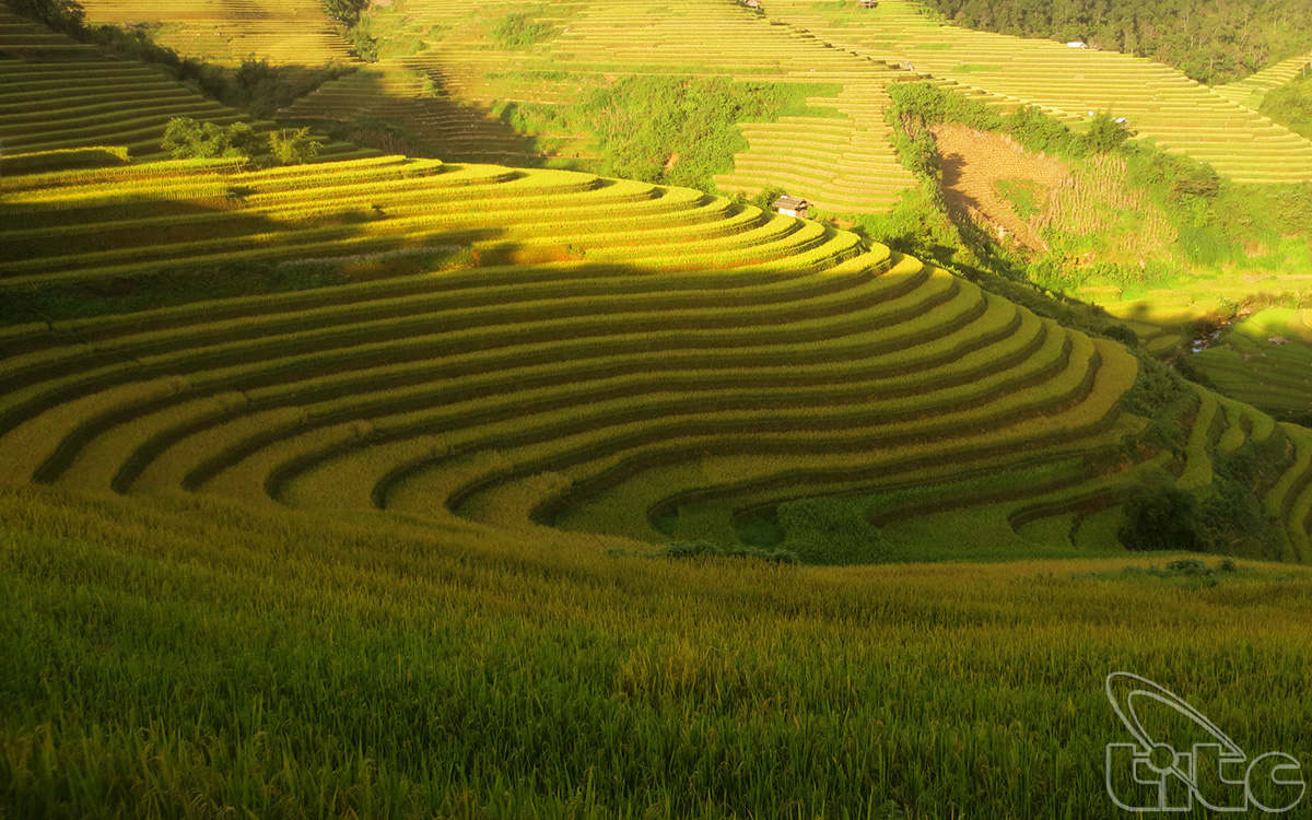 Mu Cang Chai terraced rice fields look like golden silk scarves winding mountain slopes