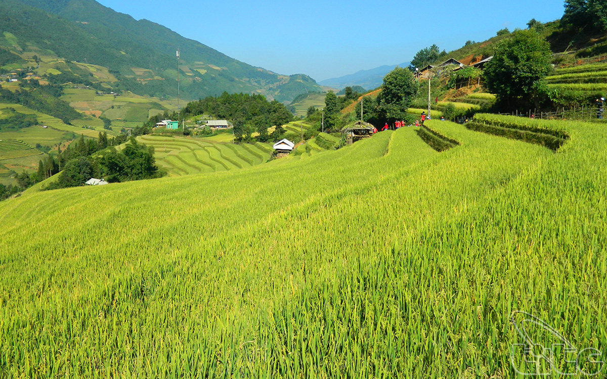 The terraced rice fields are beginning to ripen