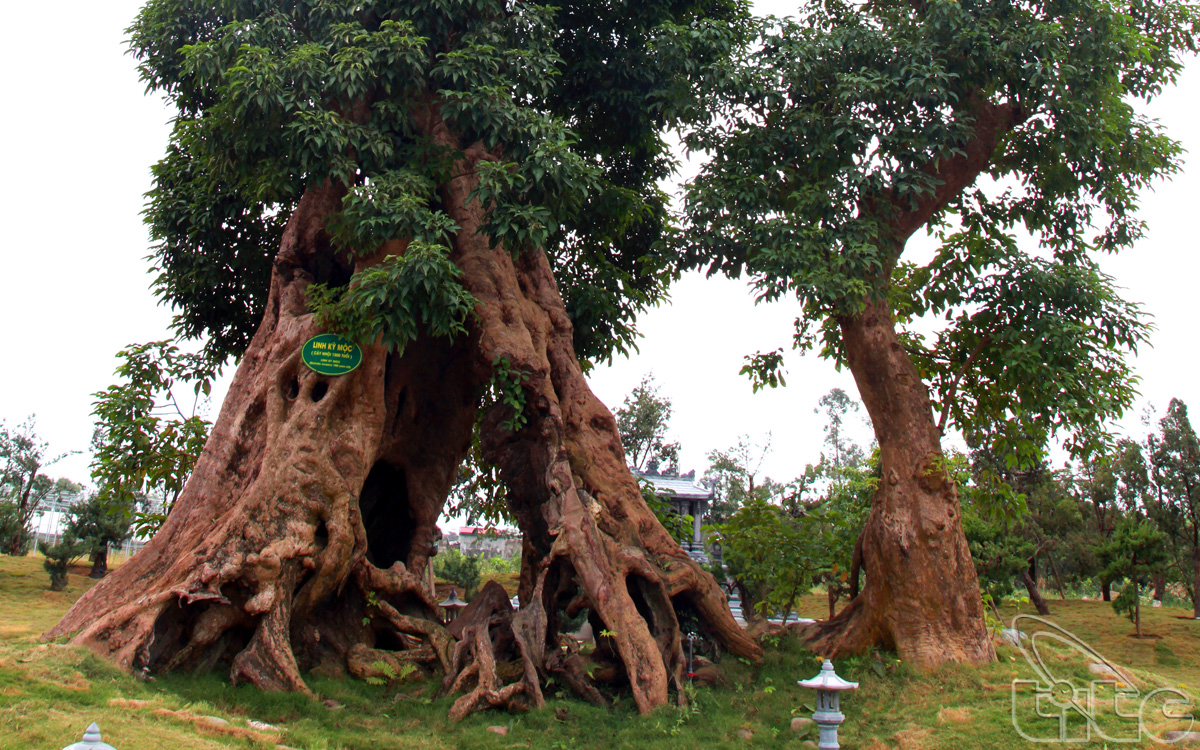 Linh Ky Moc tree dated to 1,500 years old at Linh Ky Moc Ecological Farm, Thinh Van Hamlet, Quang Thinh Commune, Thanh Hoa City