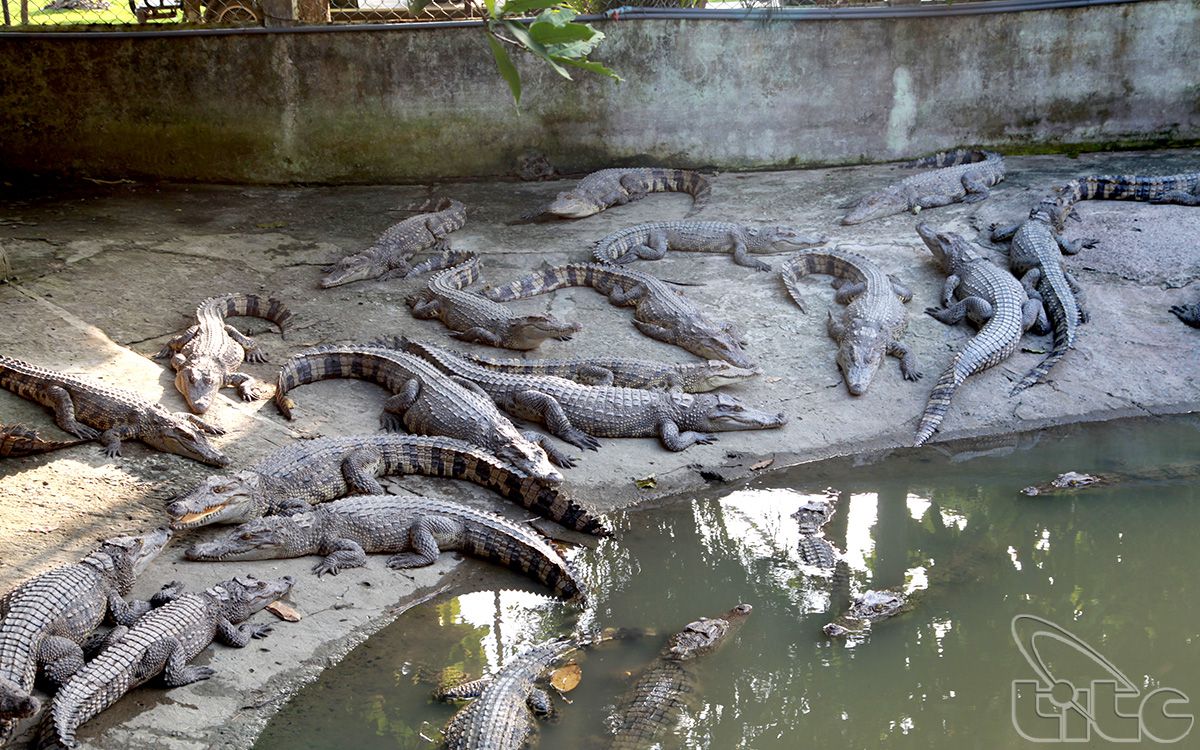 Crocodile farming area