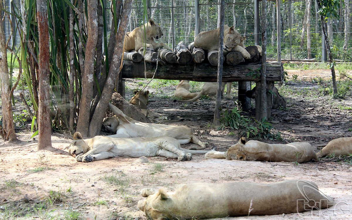 Vinpearl Safari Phu Quoc公園